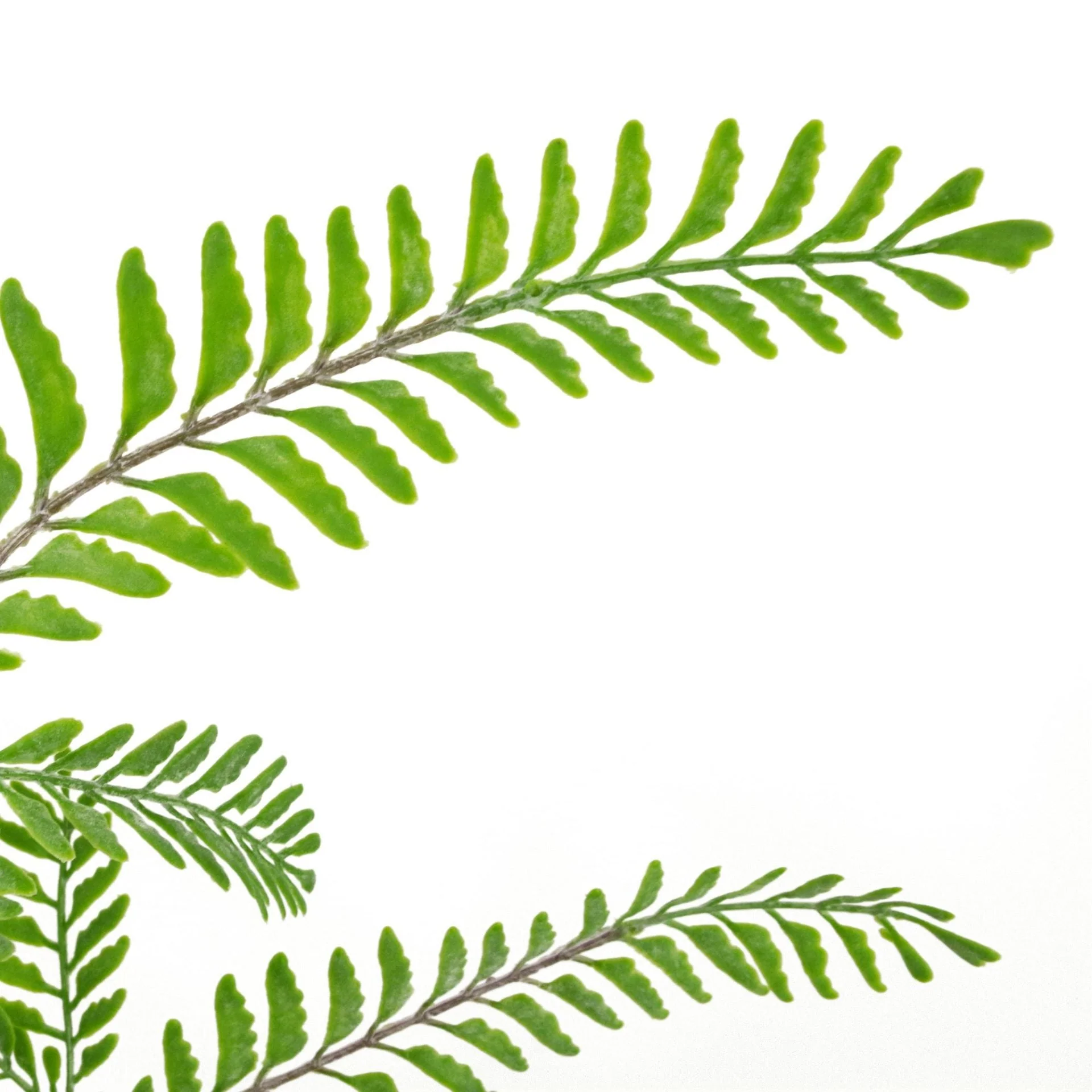 55cm Himilayan Maidenhair Fern Bush Light Green Plant - Image 2