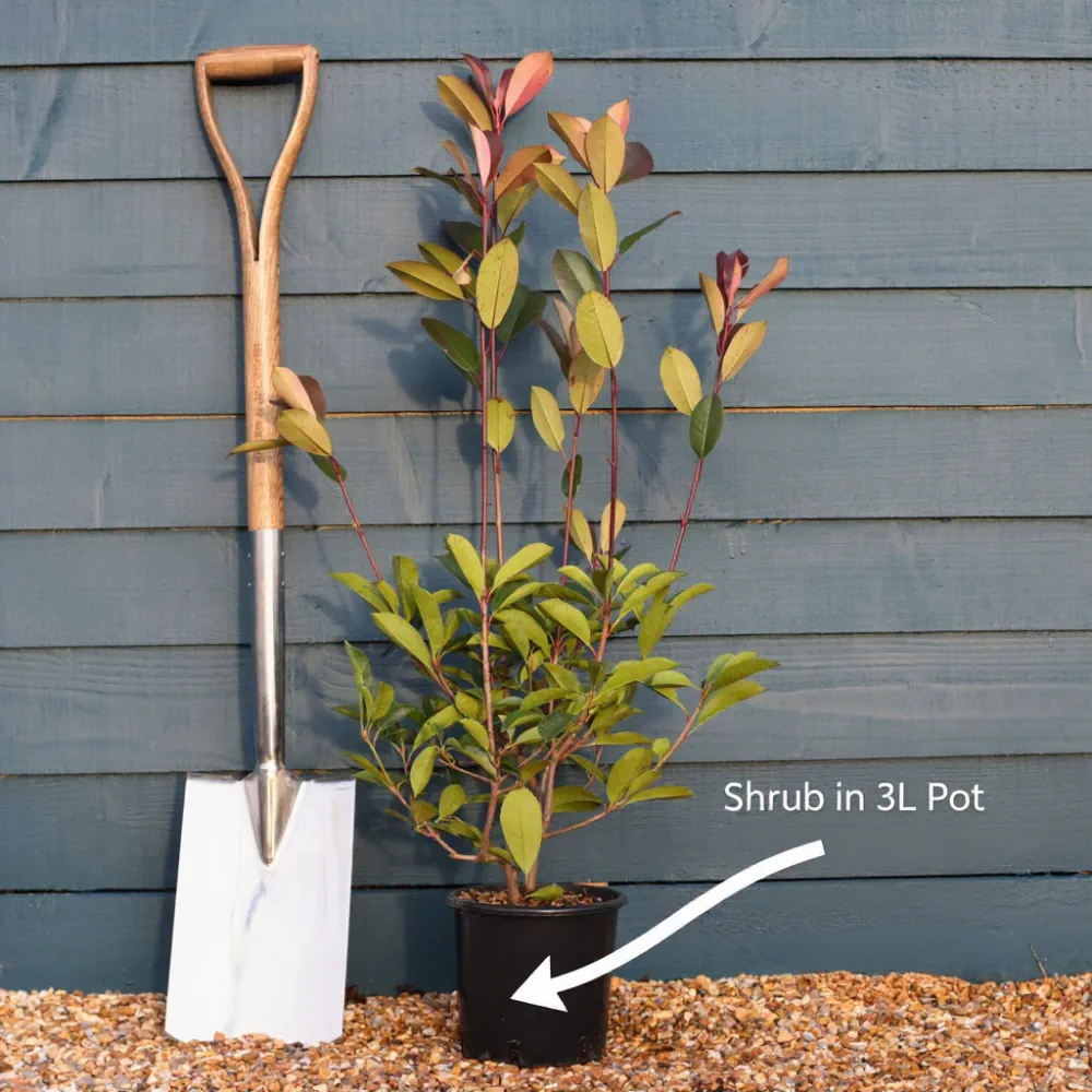 5ft Common Beech Tree | Fagus sylvatica | 3L Pot - Image 14