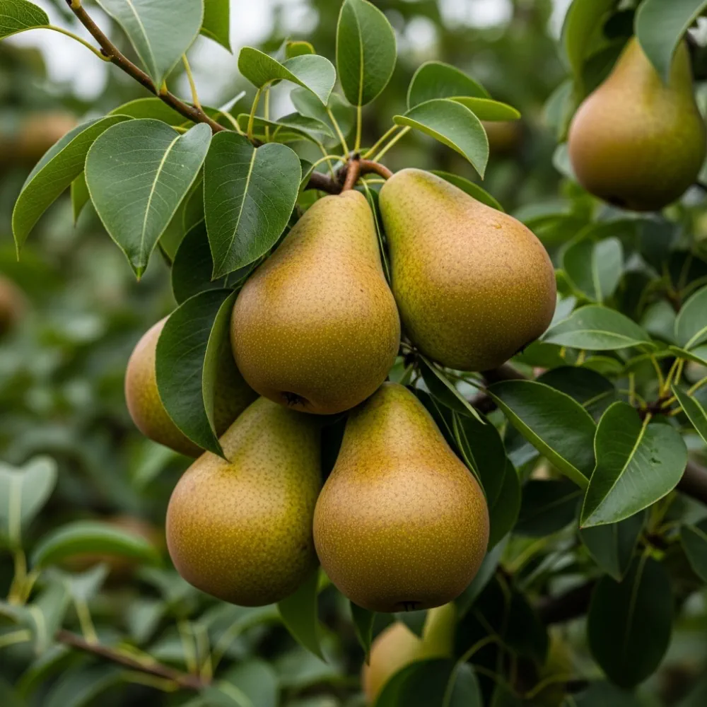 5ft 'Conference' Pear Tree | 9L Pot - Image 3
