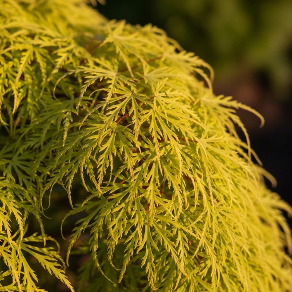 5ft 'Flavescens' Japanese Maple Tree | 90cm Stem Top-Worked Tree | 15L Pot - Image 3