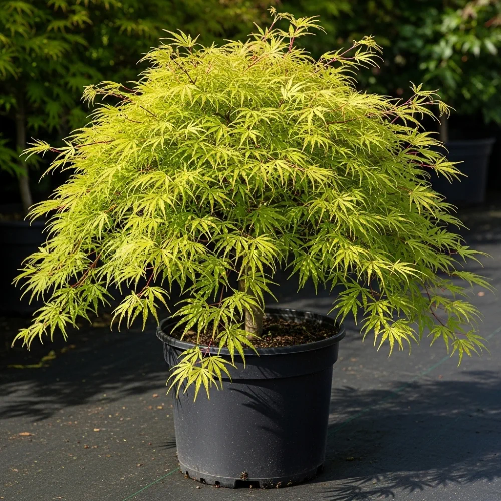 5ft 'Flavescens' Japanese Maple Tree | 90cm Stem Top-Worked Tree | 15L Pot - Image 6