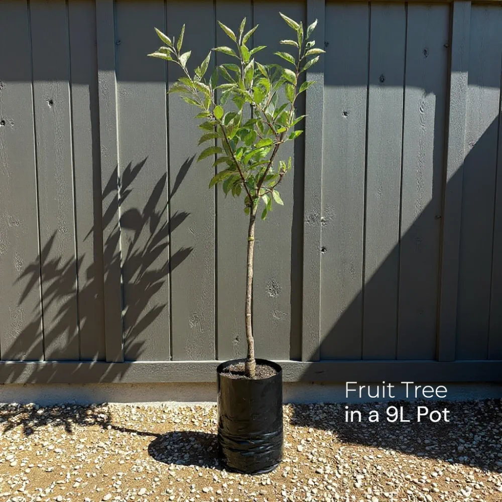 5ft Fortune' Apple Tree | 9L Pot | 2 Years Old - Image 4