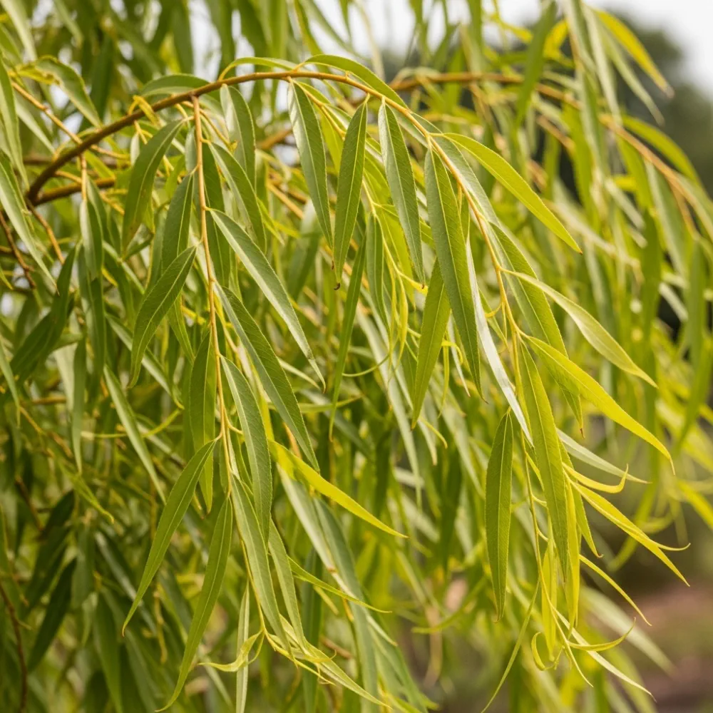5ft Golden Weeping Willow Tree | Salix Chrysocoma | 9L Pot | 2 Years Old - Image 4