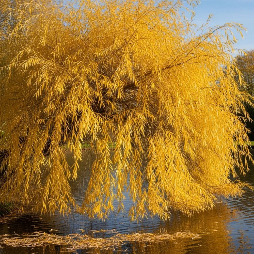 5ft Golden Weeping Willow Tree | Salix Chrysocoma | Bare Root | 2 Years Old - Image 3