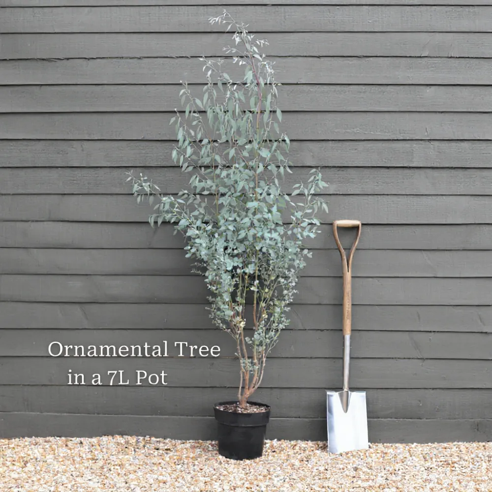 5ft Half-Standard Mature Hardy Gunnii Eucalyptus Tree | 6/8cm Girth | 7L pot - Image 3