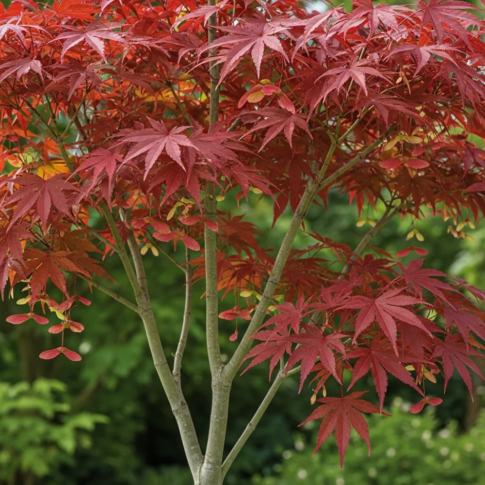 5ft Japanese Maple Tree | Acer palmatum 'Bloodgood' | 36L Pot - Image 4