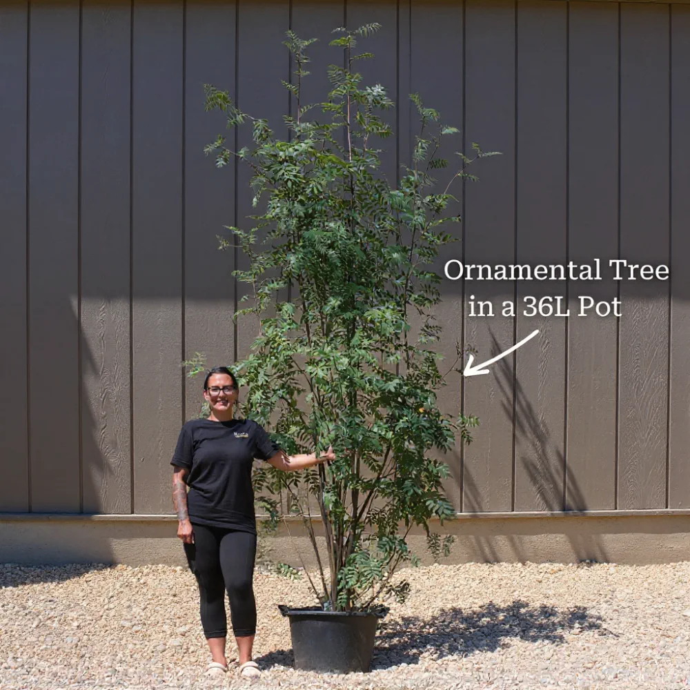 5ft Japanese Maple Tree | Acer palmatum 'Bloodgood' | 36L Pot - Image 7