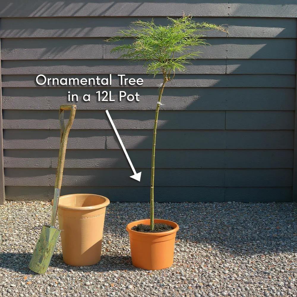 5ft Japanese Maple Tree | Acer palmatum dissectum 'Emerald Lace' | 12L Pot - Image 3