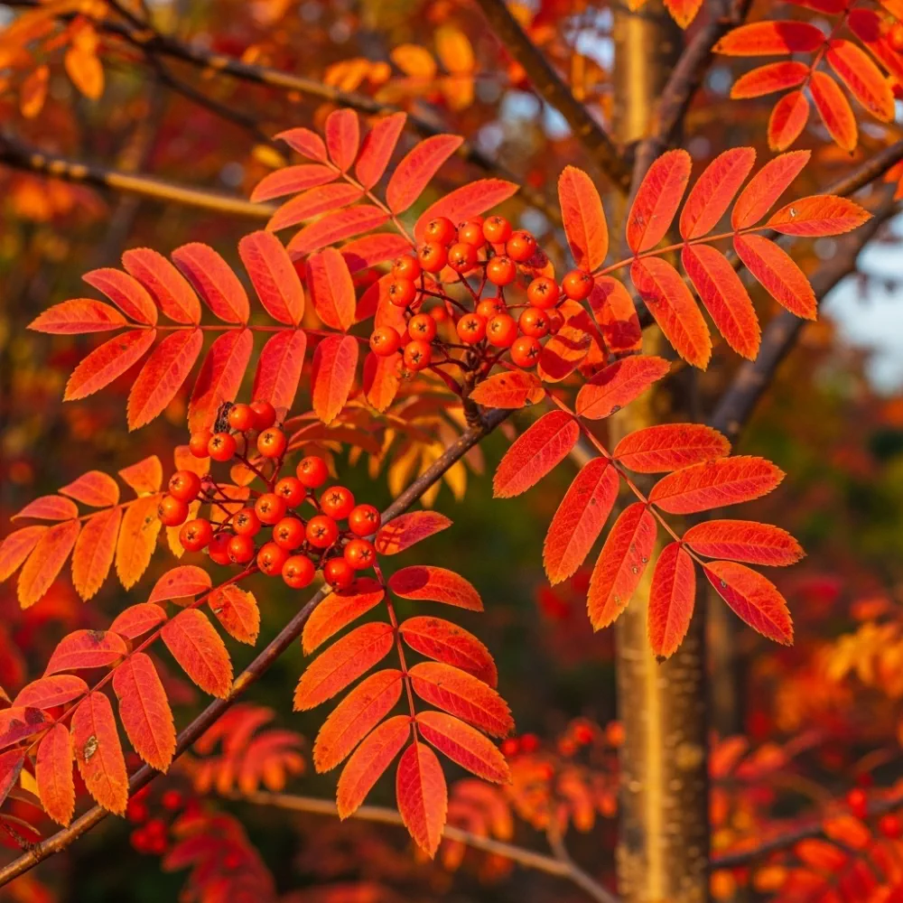 5ft Japanese Rowan Tree | Sorbus commixta 'Embley' | Bare Root | 2 Years Old - Image 2