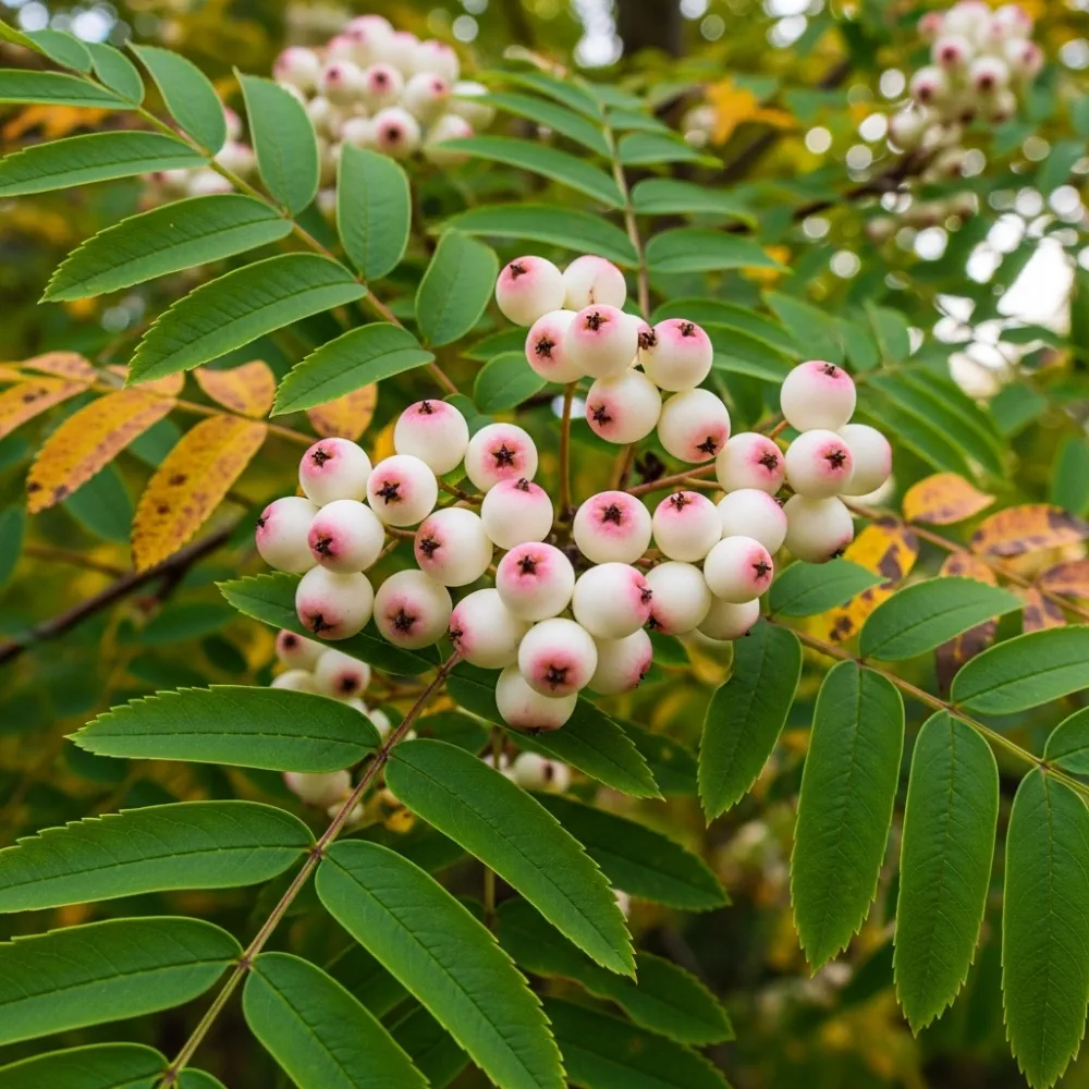 5ft 'Pink Pagoda' Rowan Tree | Sorbus hupehensis | 9L Pot | 2 Years Old - Image 3