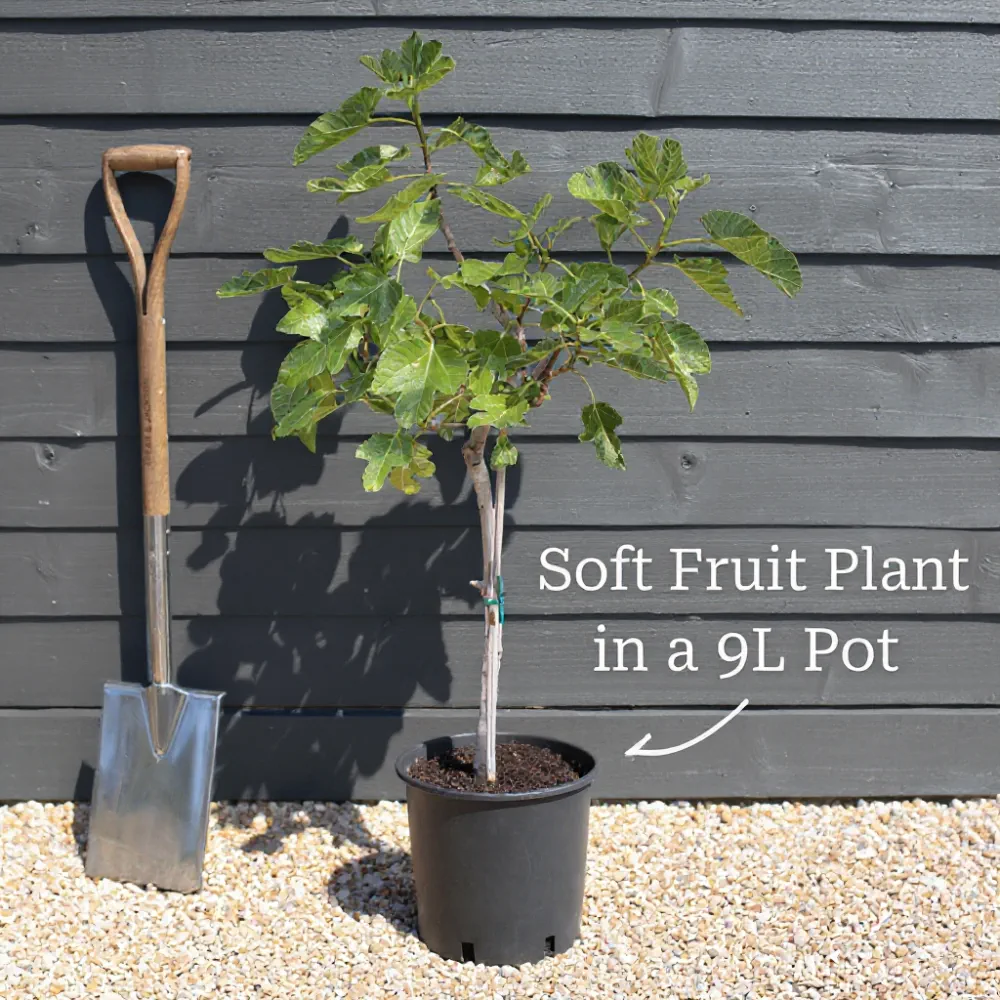 5ft 'Repsime' Mulberry Tree | 9L Pot | 2 Years Old - Image 3