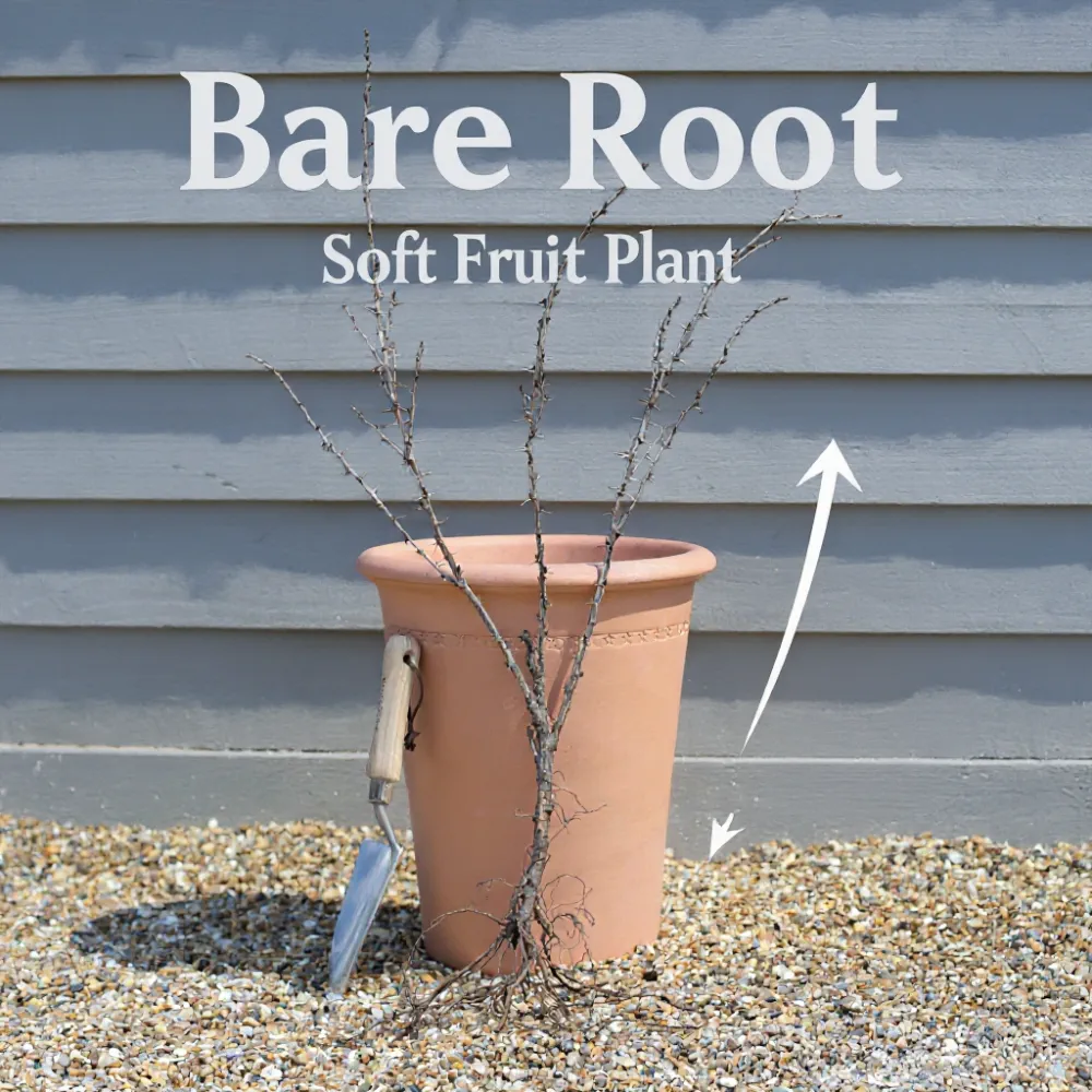 5x 'Flamenco' Strawberry Plants | Bare Root - Image 3