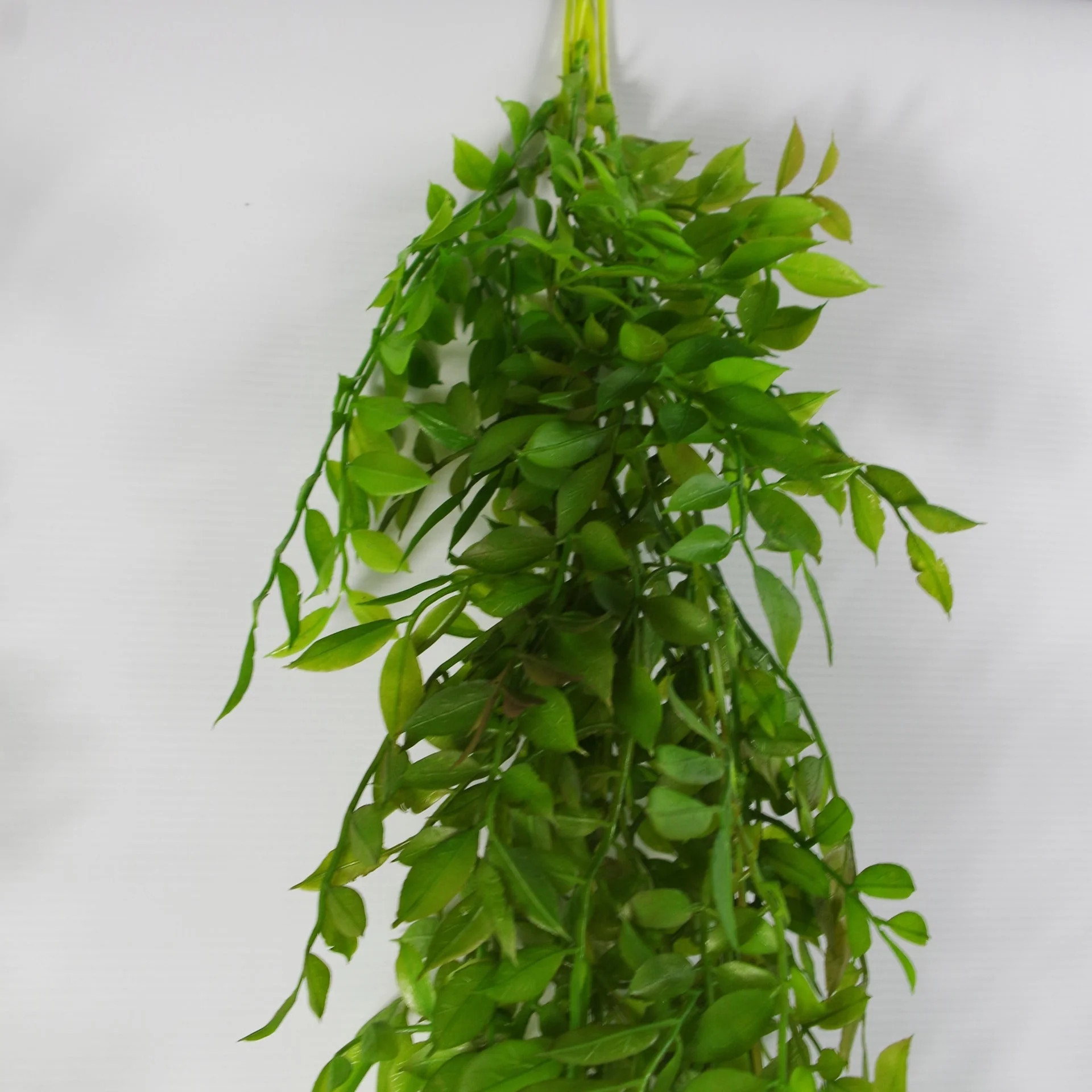 6 x 100cm Hanging String of Pearls Fern Plant Dark Green - Image 3