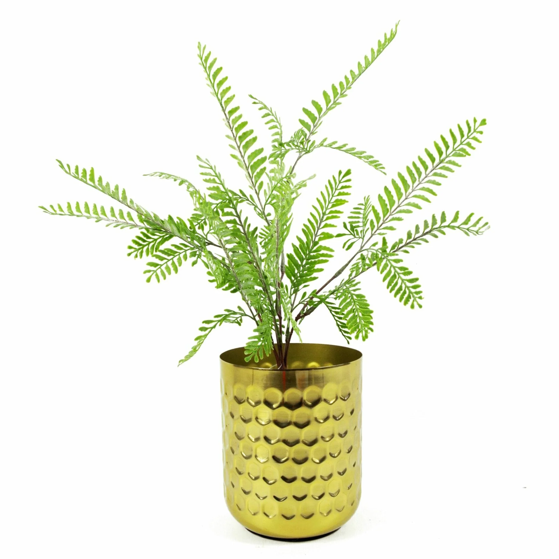 6 x 55cm Himilayan Maidenhair Fern Bush Light Green Plant - Image 3