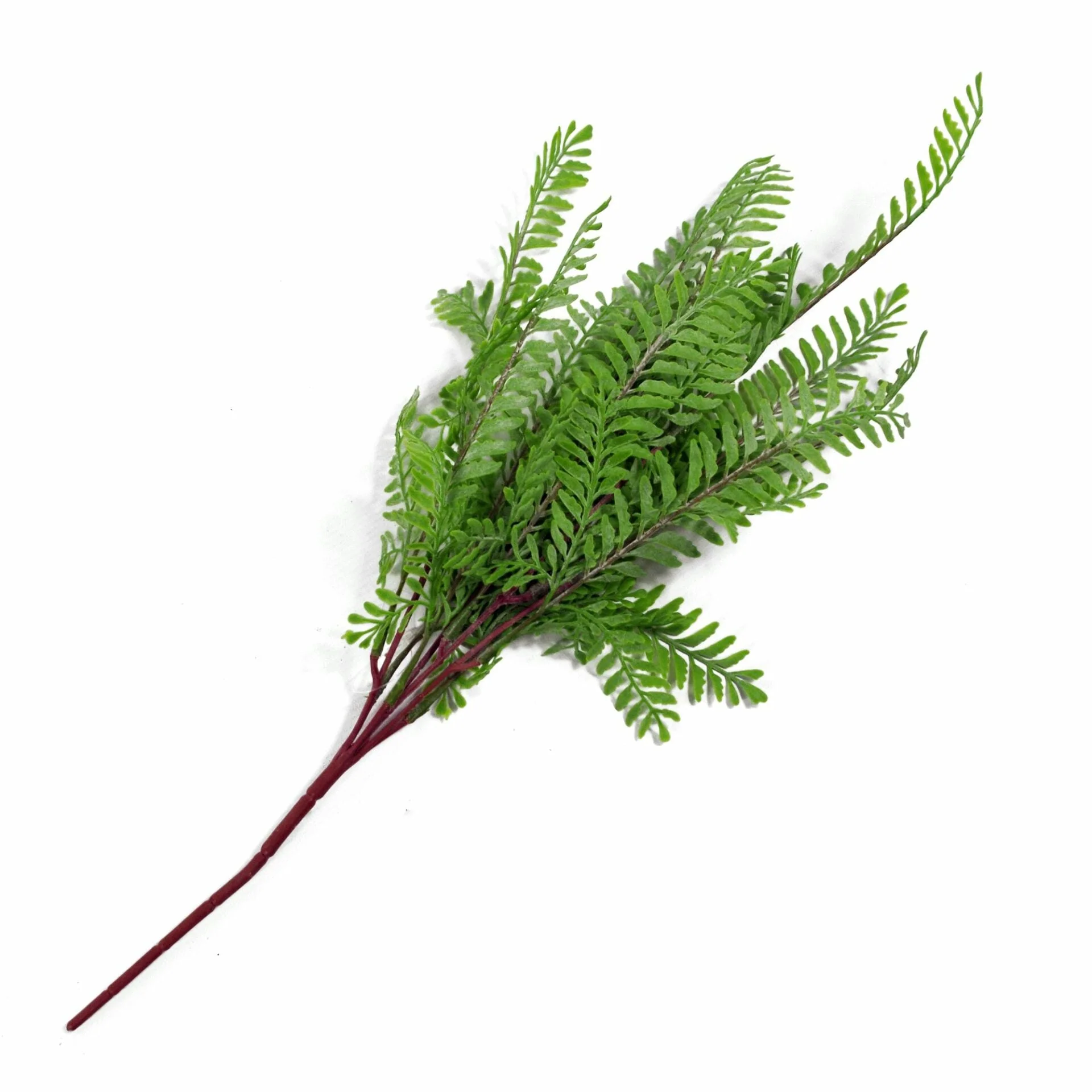 6 x 55cm Himilayan Maidenhair Fern Bush Light Green Plant - Image 4