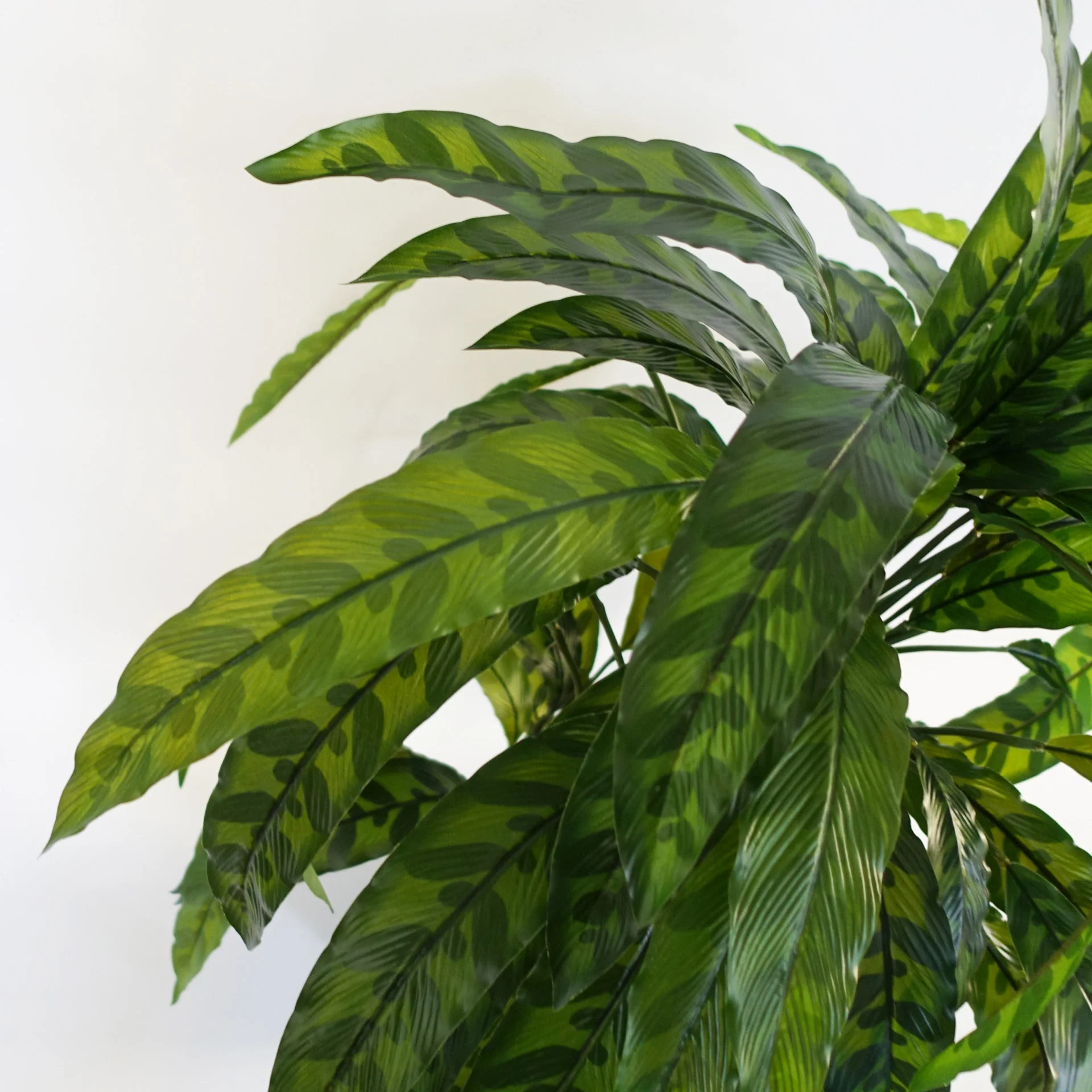 60cm Variegated Artificial Calathea Plant - Image 2