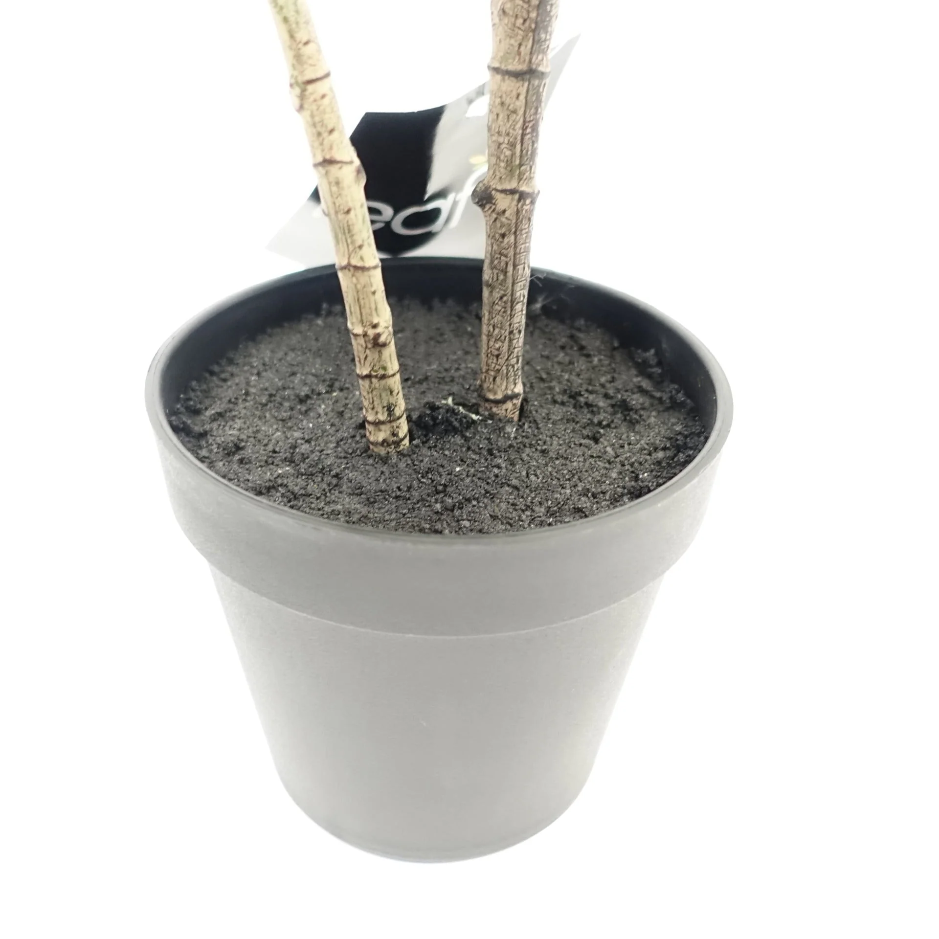 65cm Rubber Plant Artificial in Pot - Image 3