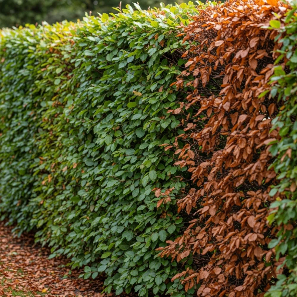 6ft Fagus Sylvatica | 3 Year Old Mature Tree in a 18L Pot