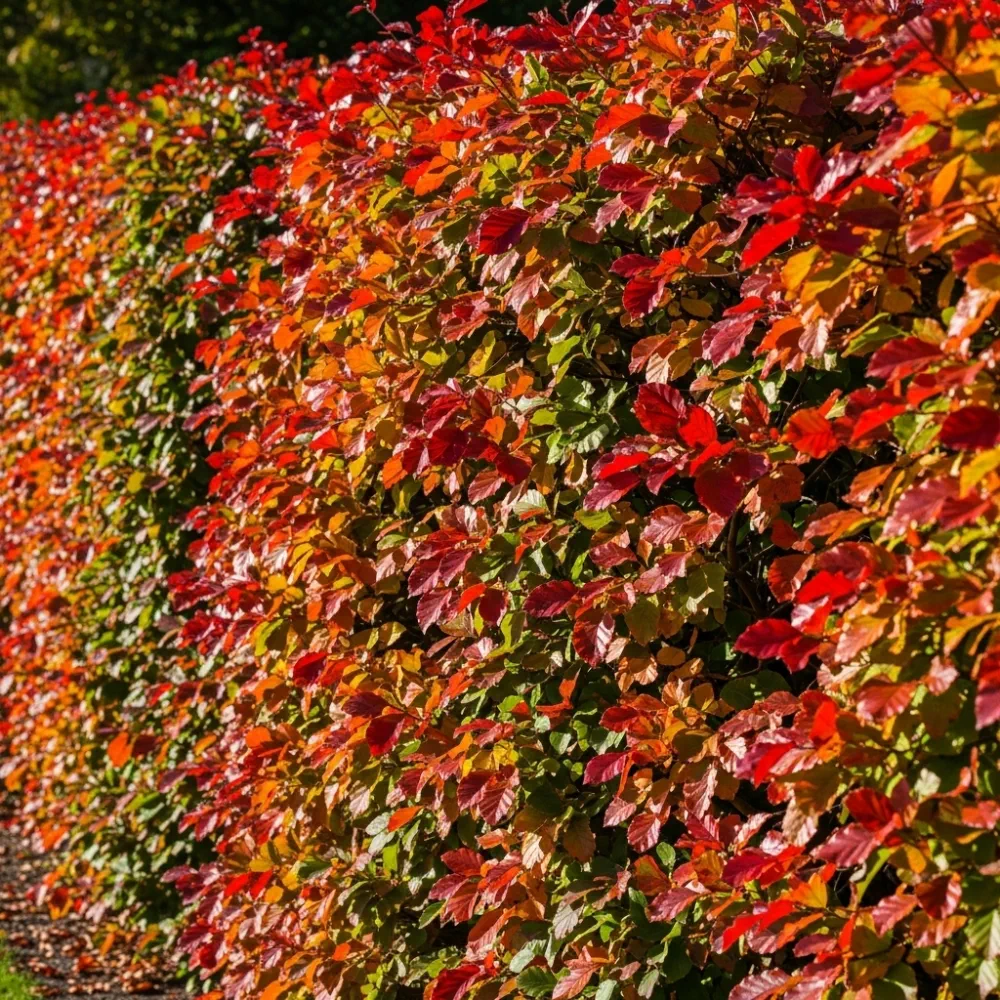6ft Fagus Sylvatica | 3 Year Old Mature Tree in a 18L Pot - Image 14