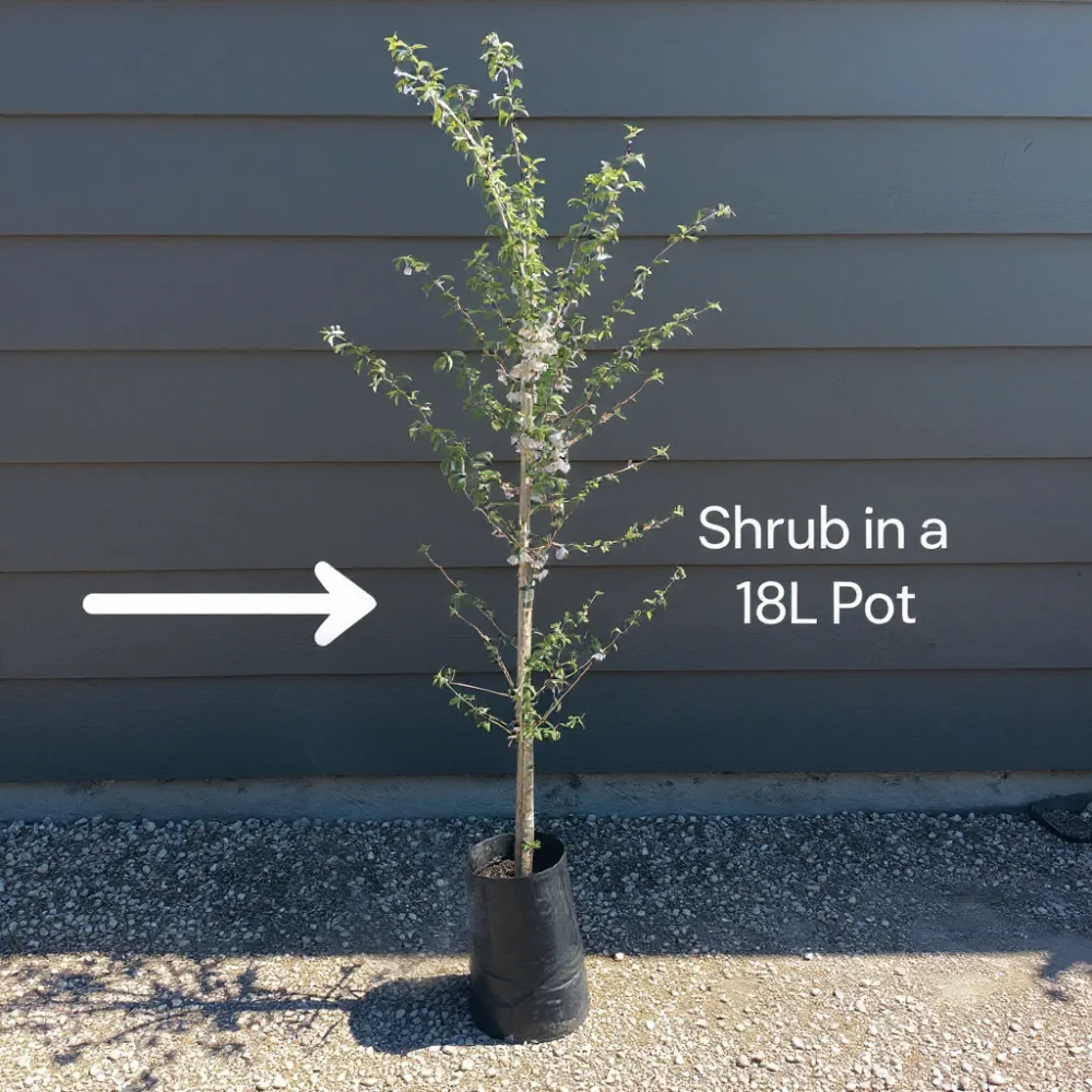 6ft Fagus Sylvatica | 3 Year Old Mature Tree in a 18L Pot - Image 16
