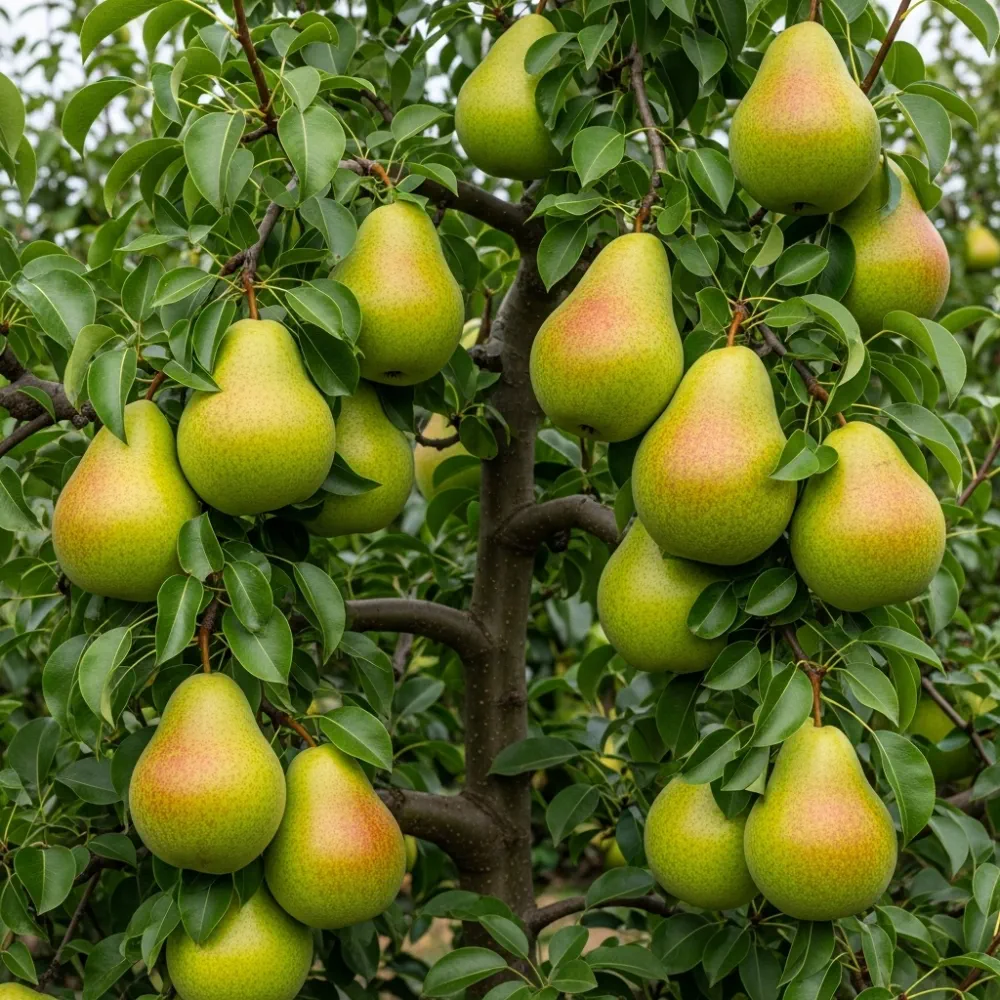 6ft Half-Standard 'Doyenne Du Comice' Mature Pear Tree | 6/8cm Girth | Grown in 20L Airpot - Image 2