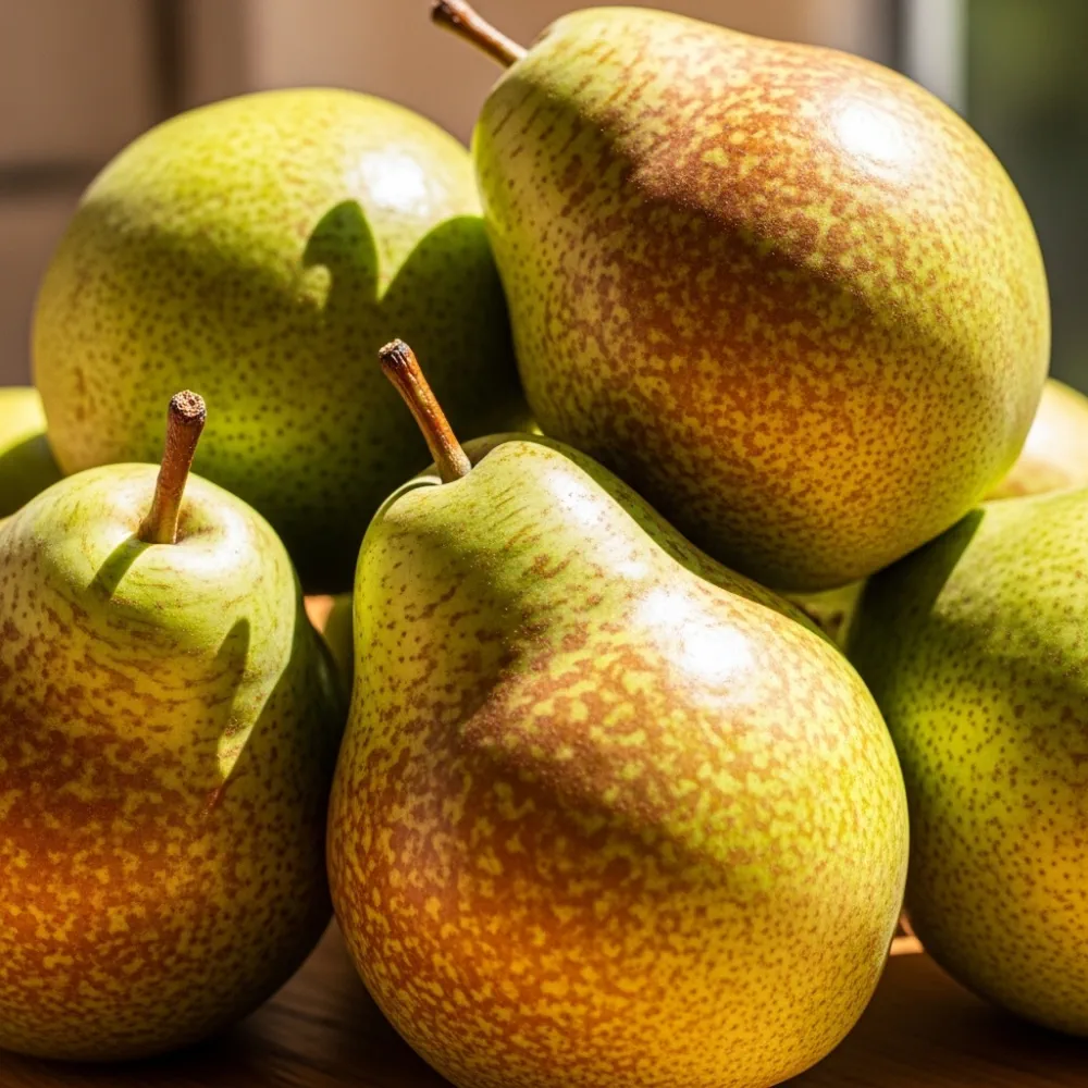6ft Half-Standard 'Doyenne Du Comice' Mature Pear Tree | 6/8cm Girth | Grown in 20L Airpot - Image 4