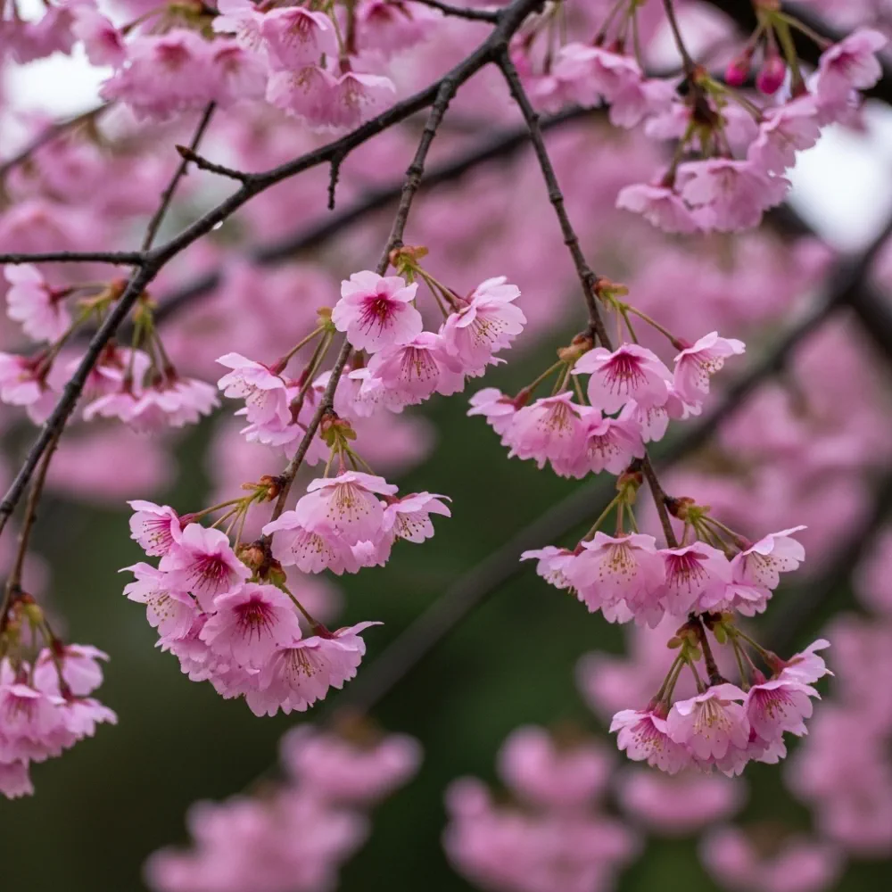6ft Half-Standard Pink Winter Flowering Cherry Blossom Tree | Mature Bare Root 'Autumnalis Rosea' | 6/8cm Girth