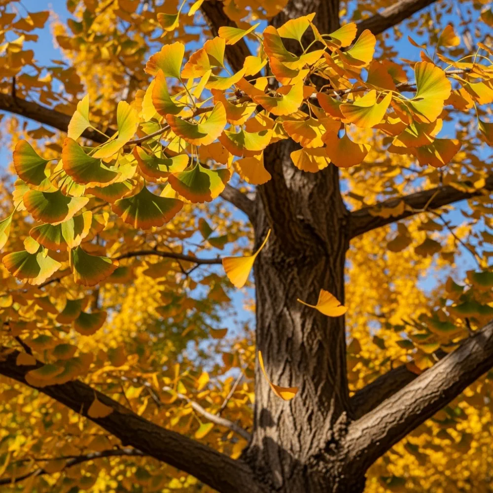 6ft Maidenhair Tree | Ginkgo biloba | 5L Pot | 2 Years Old - Image 2