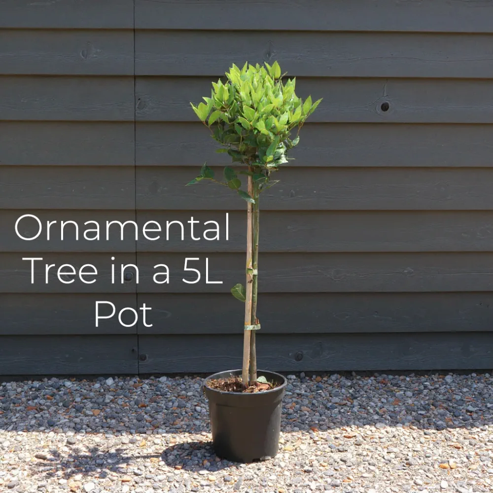 6ft Maidenhair Tree | Ginkgo biloba | 5L Pot | 2 Years Old - Image 6