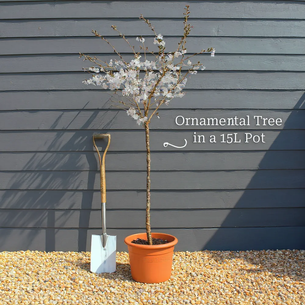 6ft Mature 'Genie' Magnolia Tree | Dwarf Black Tulip | 15L Pot - Image 6