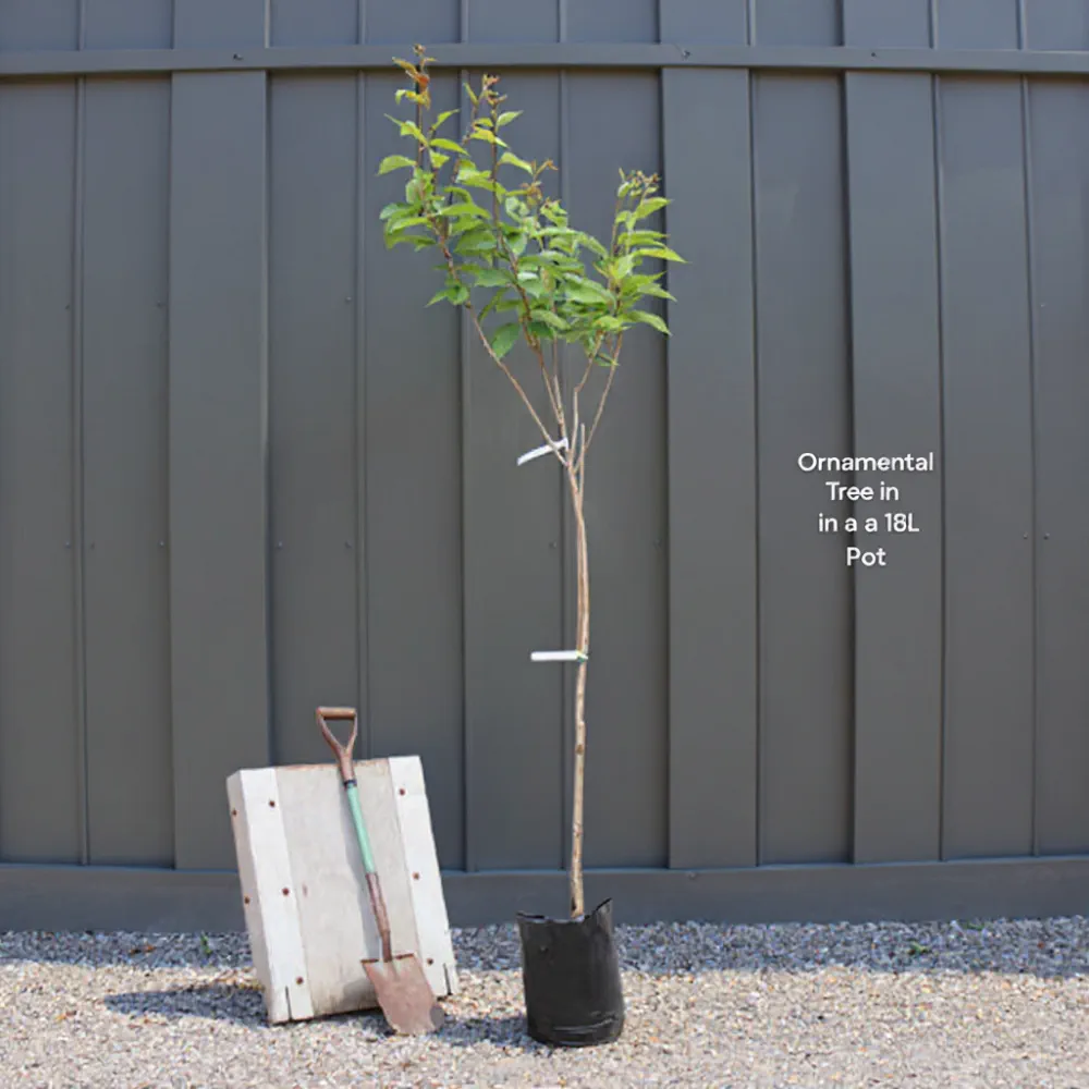 6ft Pink Cherry Blossom Tree | Mature Prunus 'Collingwood Ingram' | 18L Pot - Image 3