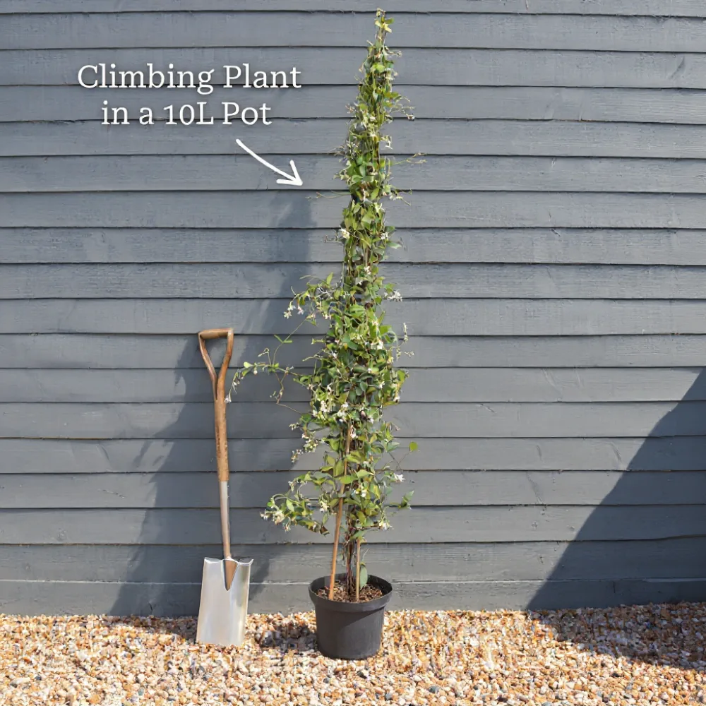 6ft Star Jasmine | Trachelospermum jasminoides | 10L Pot - Image 7