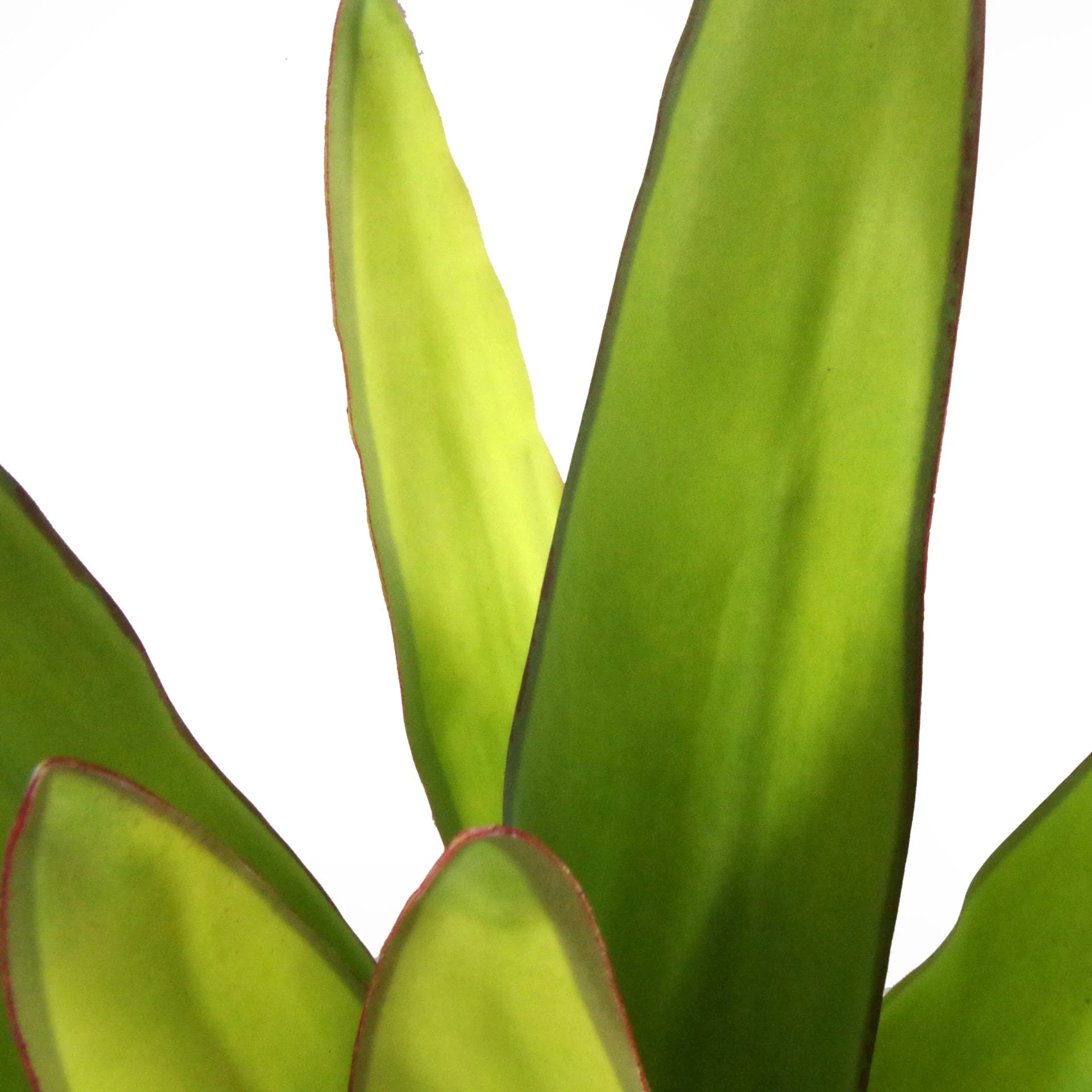 70cm Artificial Sansevieria Moonshine Plant - Image 3