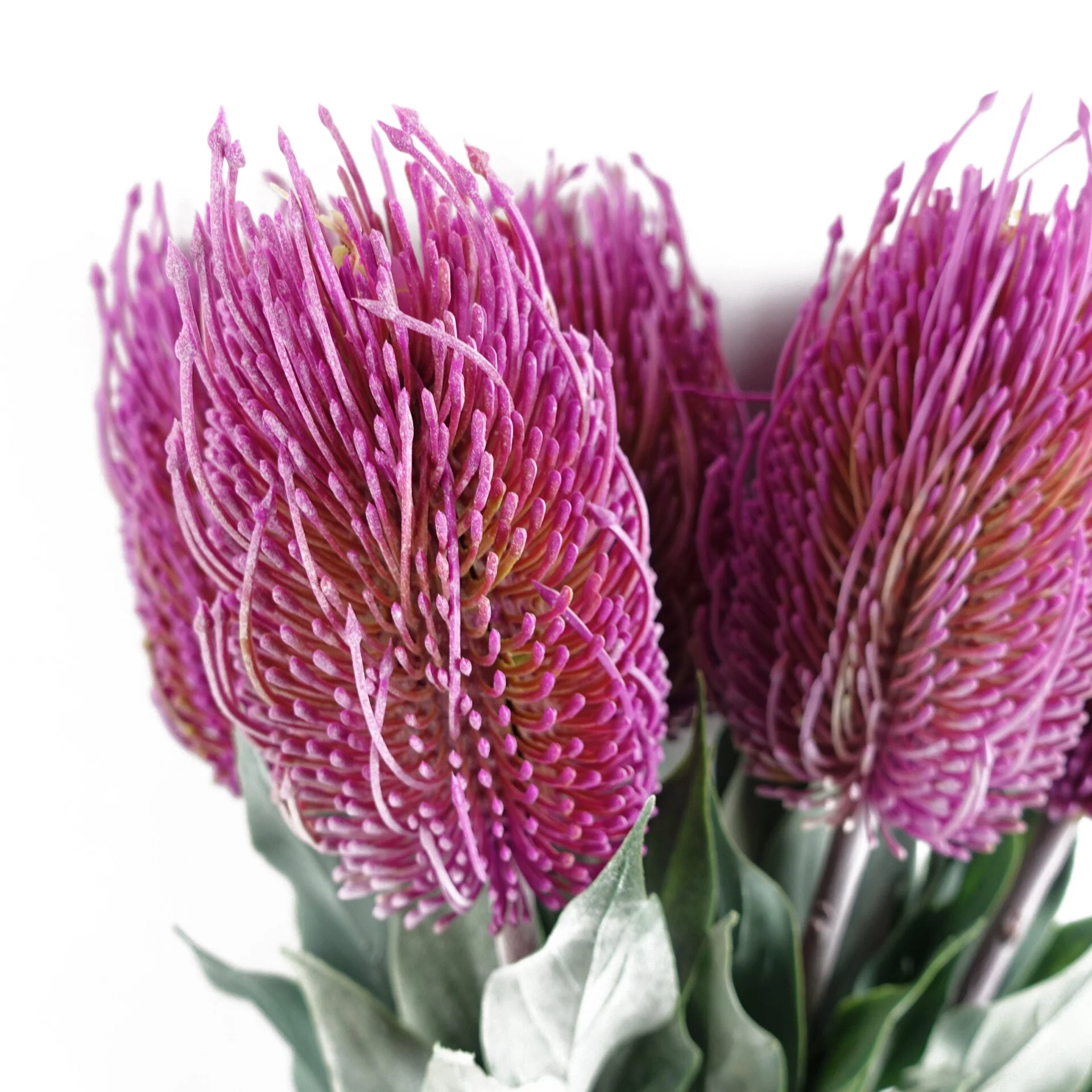 75cm Banksia Menziesii Pink Flower Stem Artificial - Image 3