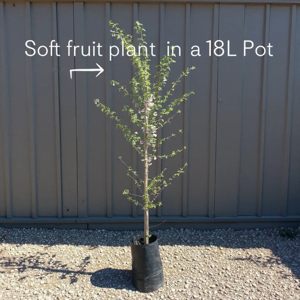 7ft Mature Nottingham Medlar Tree | 4 Years Old - Image 3
