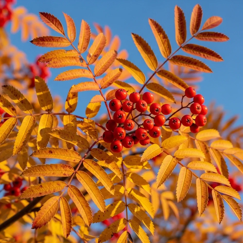 8ft Mature Mountain Ash Tree | Multi-Stem Sorbus Aucuparia | Grown in 100L Airpot - Image 7