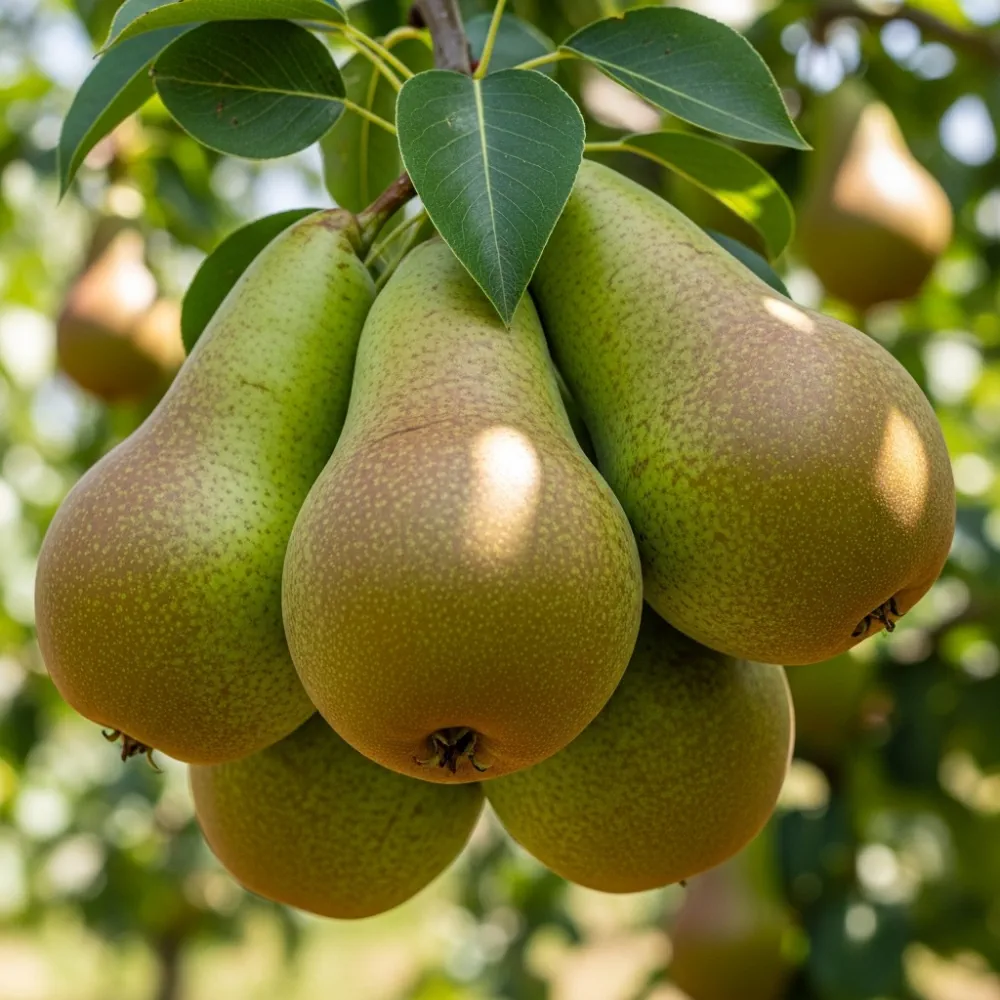 8ft Standard 'Conference' Pear Tree | 8/10cm Girth | Grown in 40L Airpot - Image 2