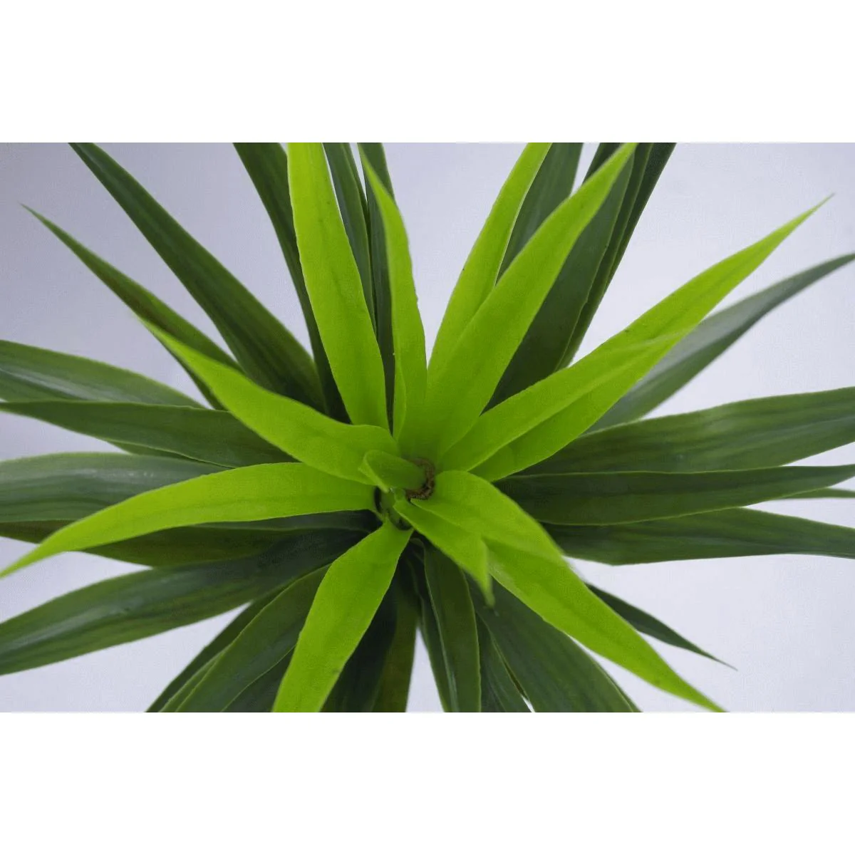 90cm (3ft) Large Artificial Yukka Plant Spiky Tree Plant Realistic - Image 2