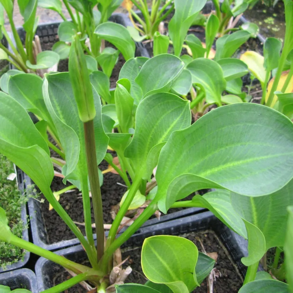 Alisma?parviflorum | Small-flowered water-plantain | Marginal Plant