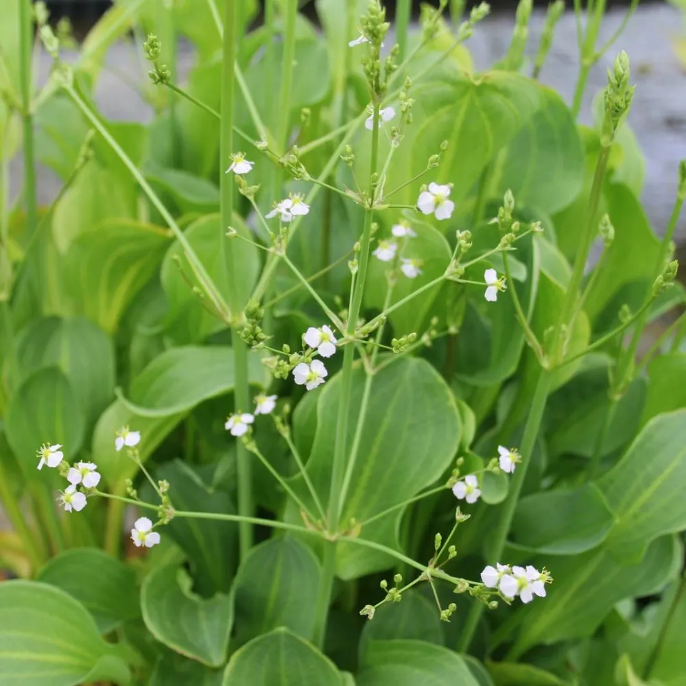 Alisma?parviflorum | Small-flowered water-plantain | Marginal Plant - Image 2