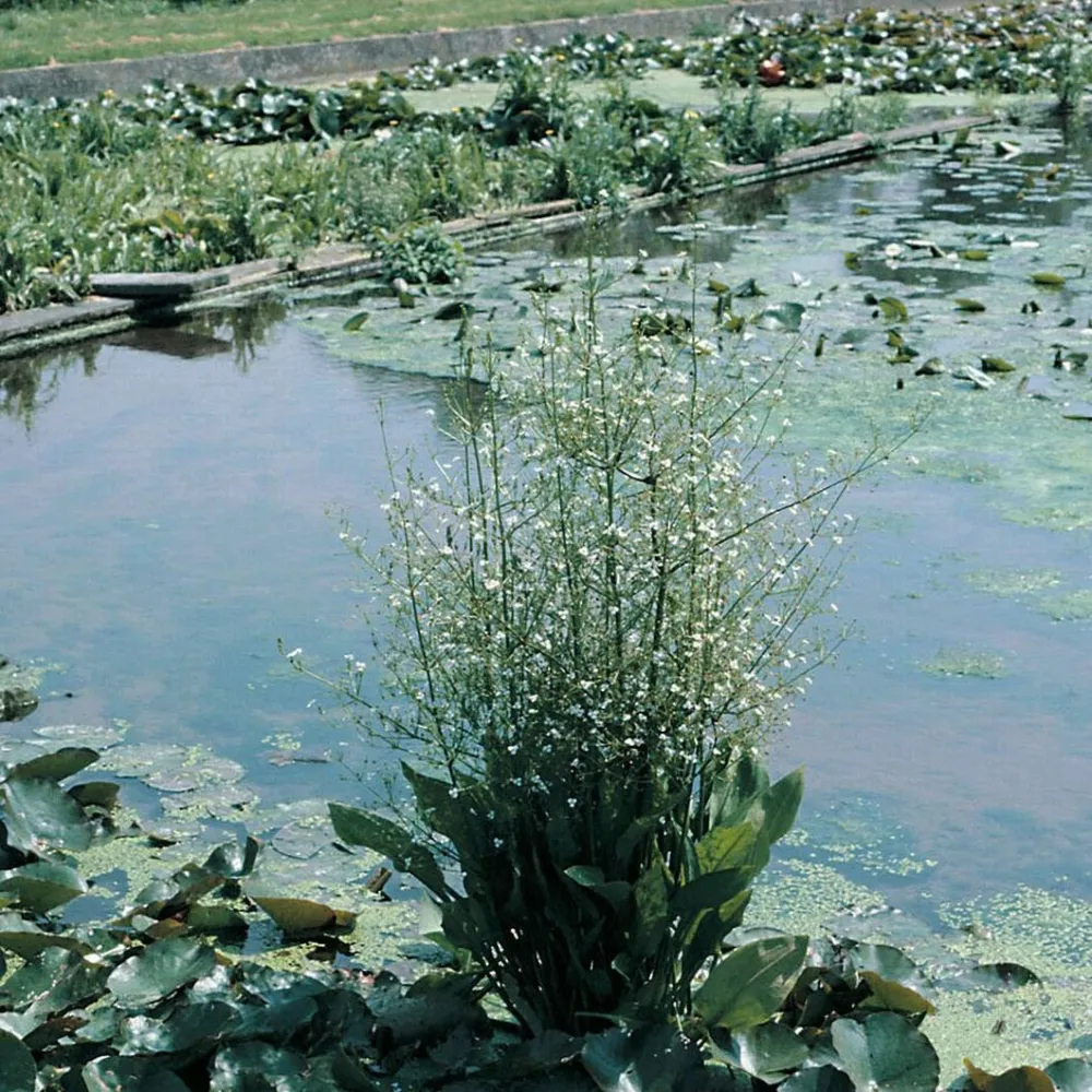 Alisma?plantago-aquatica | Common water-plantain | Marginal Plant