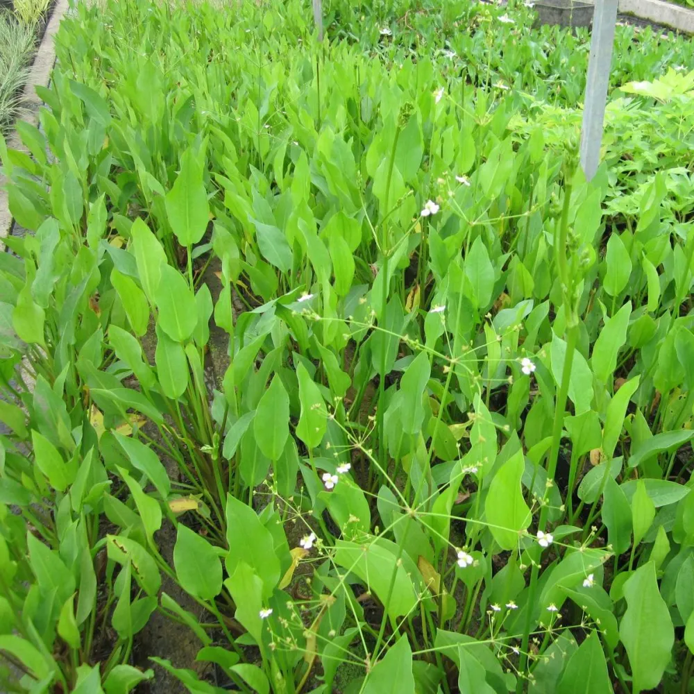 Alisma?plantago-aquatica | Common water-plantain | Marginal Plant - Image 2