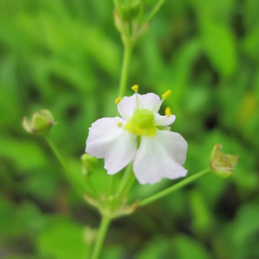 Alisma?plantago-aquatica | Common water-plantain | Marginal Plant - Image 3