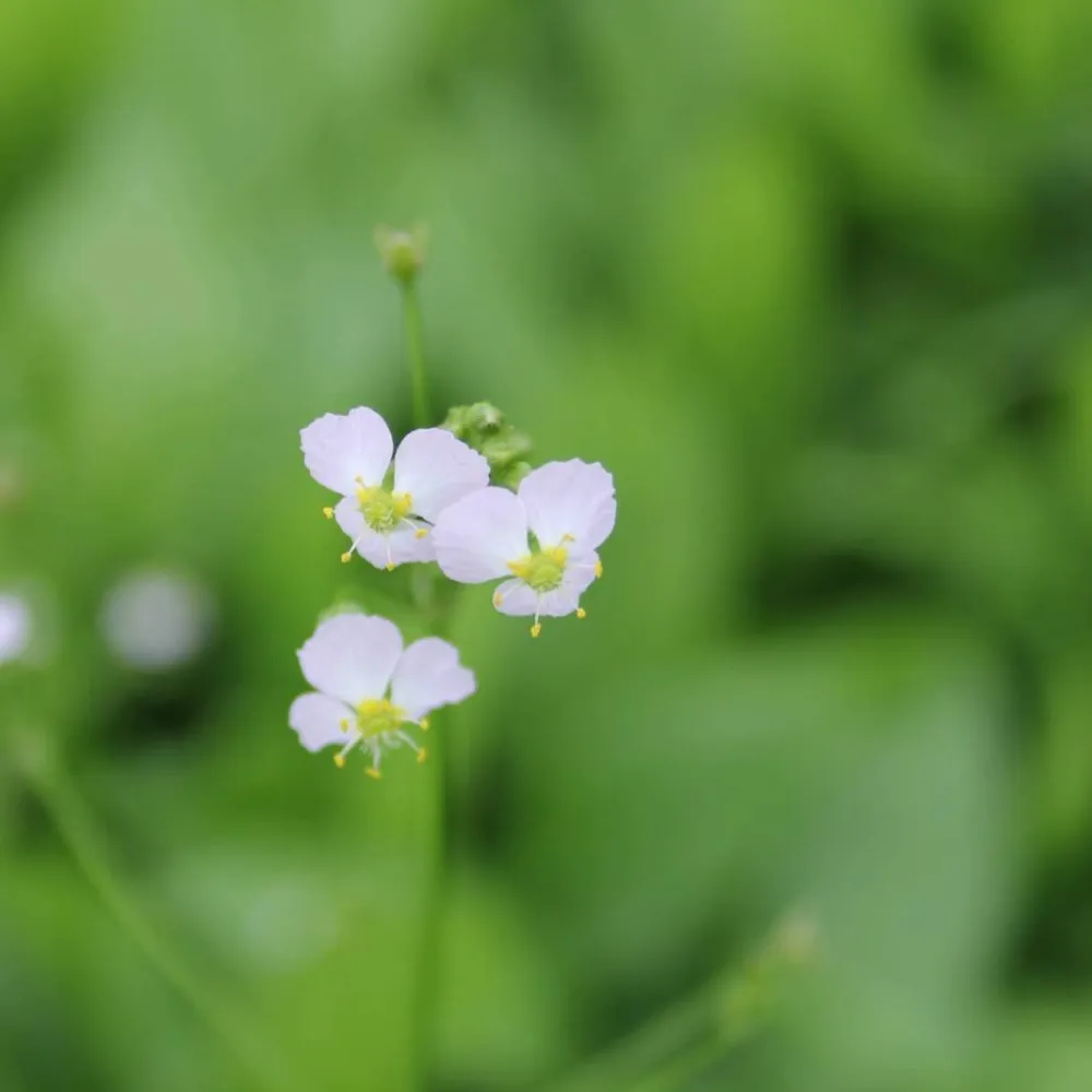 Alisma?plantago-aquatica | Common water-plantain | Marginal Plant - Image 4