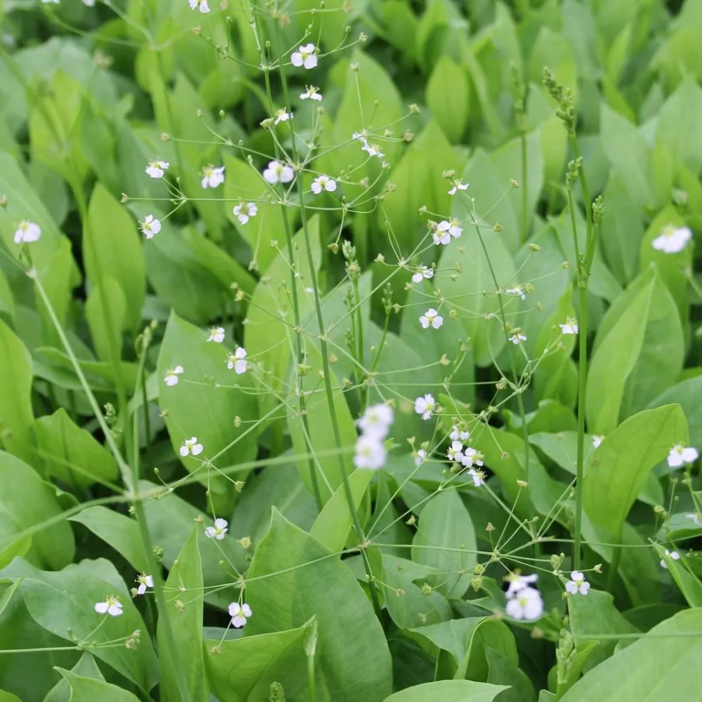Alisma?plantago-aquatica | Common water-plantain | Marginal Plant - Image 6