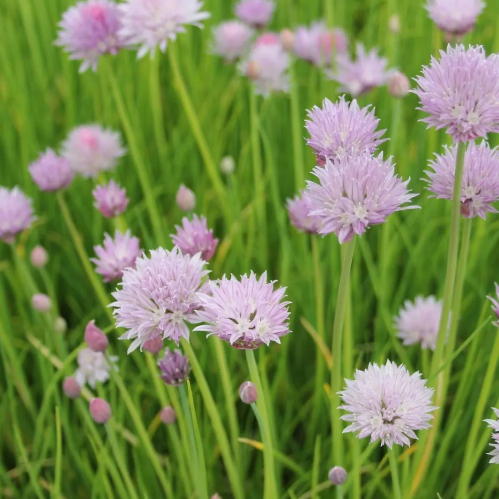 Allium?schoenoprasum | Chives | Marginal Plant