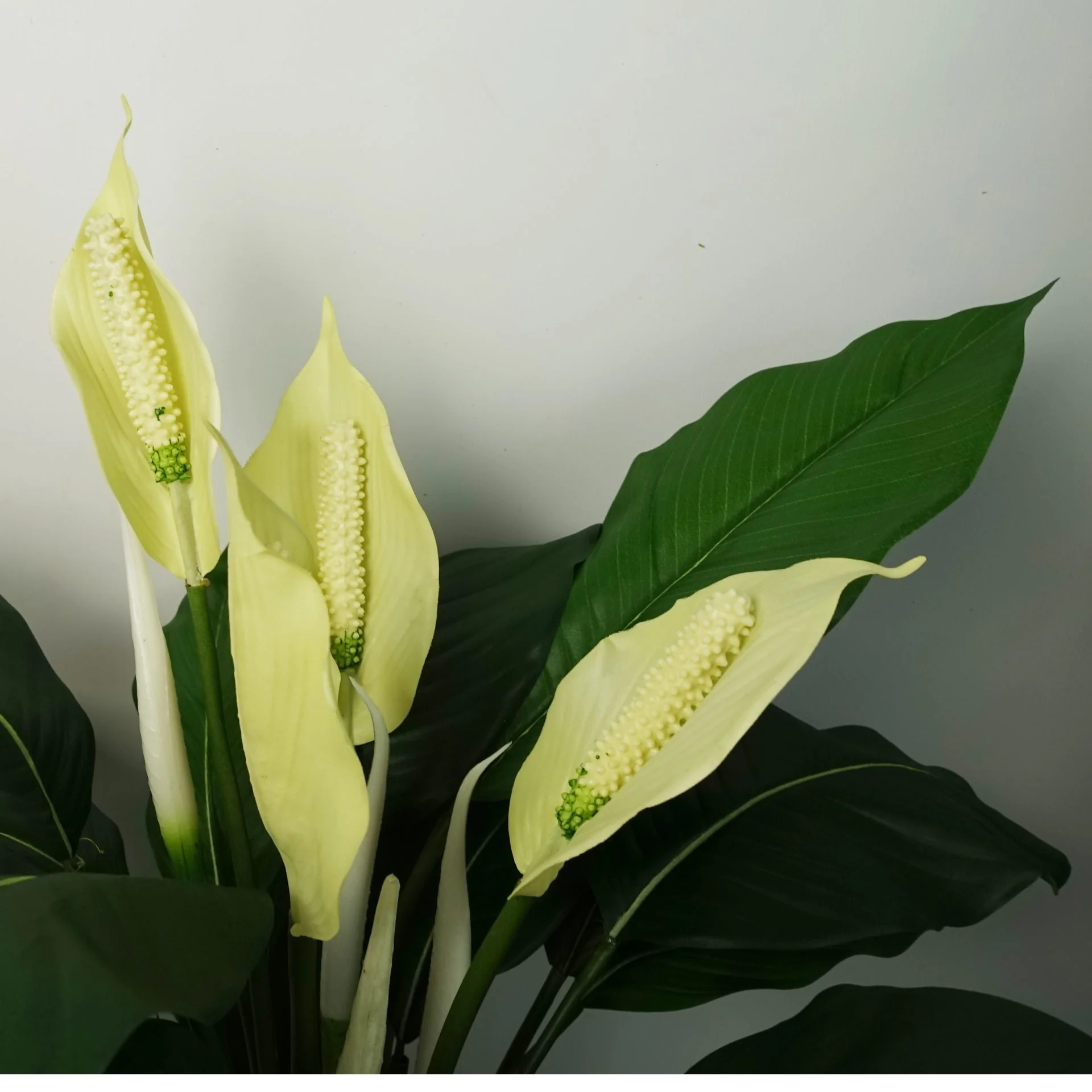 Artificial Peace Lily White Spathiphyllum - Image 3