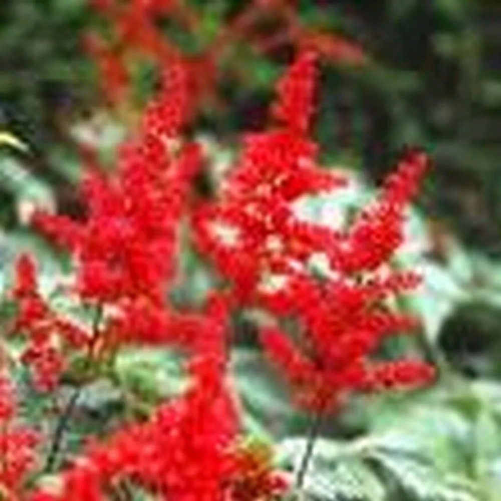 Astilbe (red) | Red astilbe | Pond Side Plant - Image 3
