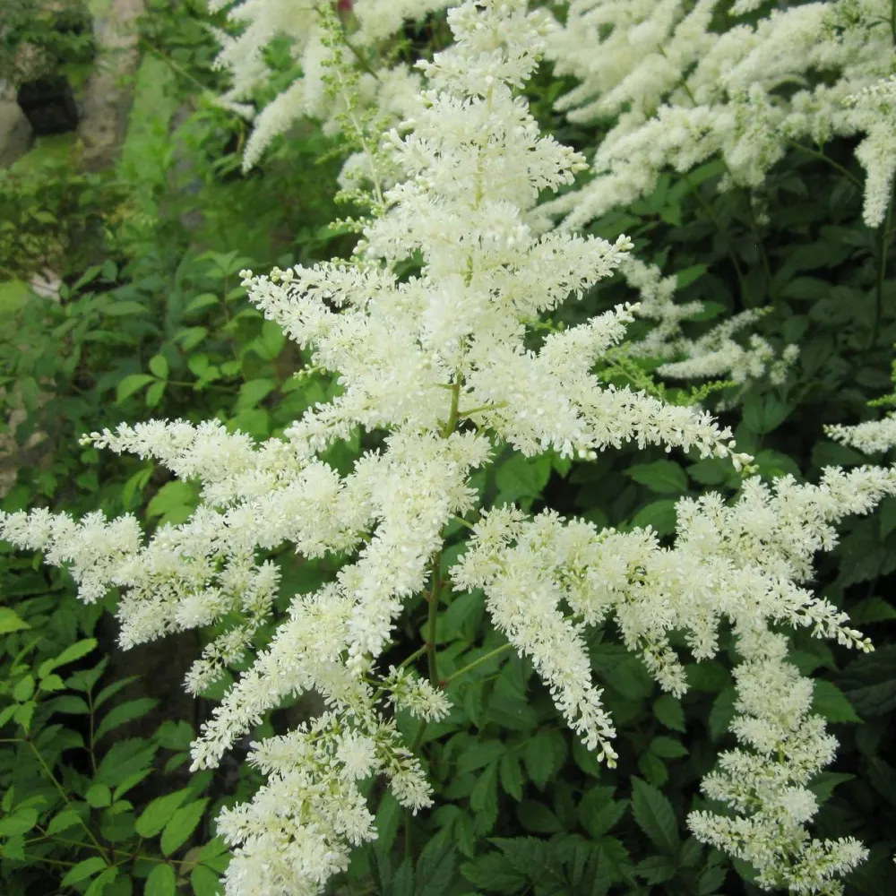 Astilbe (white) | White astilbe | Pond Side Plant