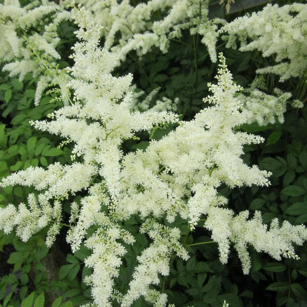 Astilbe (white) | White astilbe | Pond Side Plant - Image 2